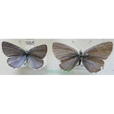 Cupido decolorata (Staudinger, 1886) 2xmale Slovakia98d